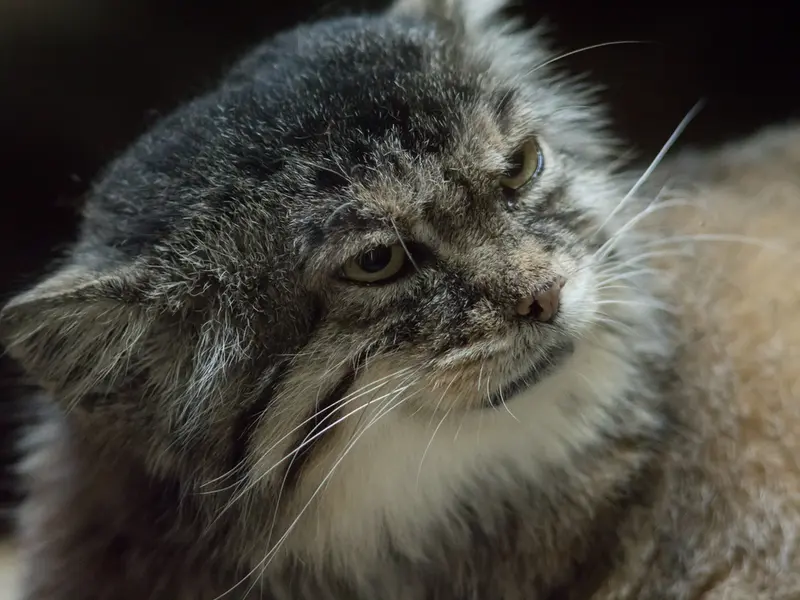 A photograph of Primula in Ueno Zoological Gardens