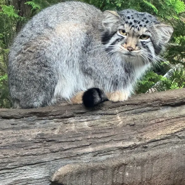 A photograph of Nagomu in Nasu Animal Kingdom