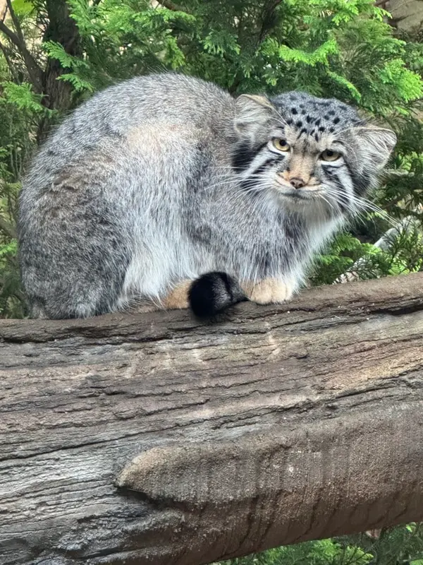 A photograph of Nagomu in Nasu Animal Kingdom