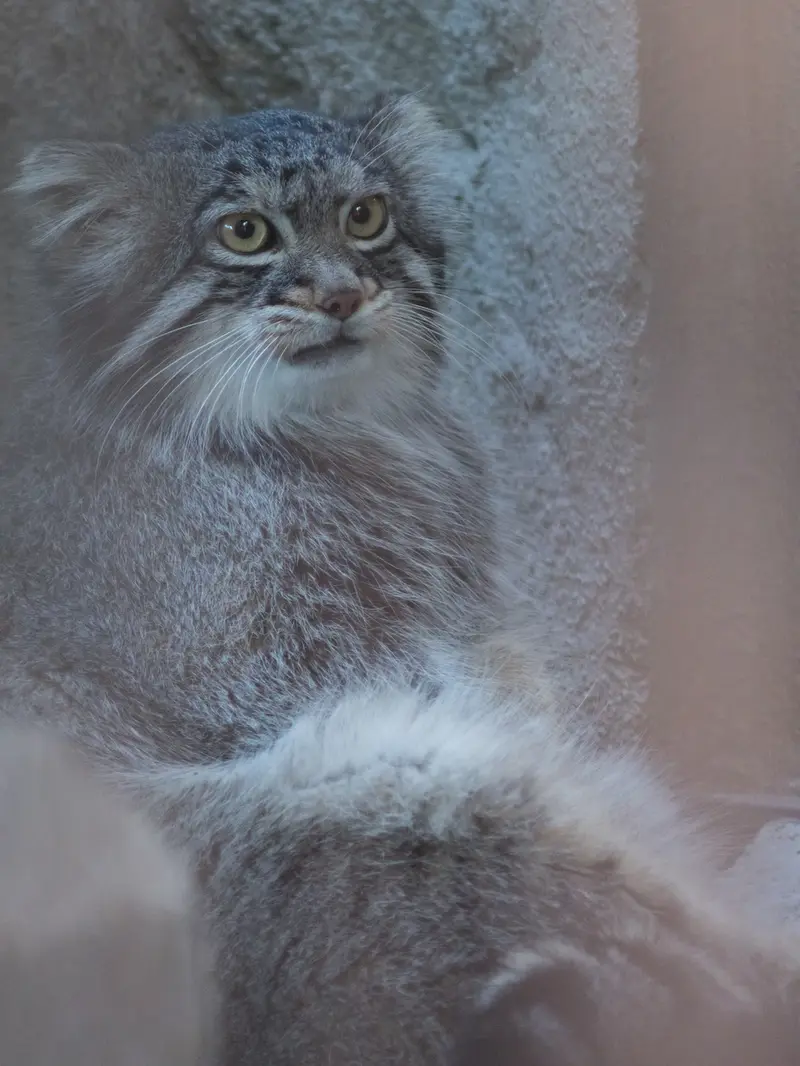 A photograph of Figa in Nogeyama Zoo
