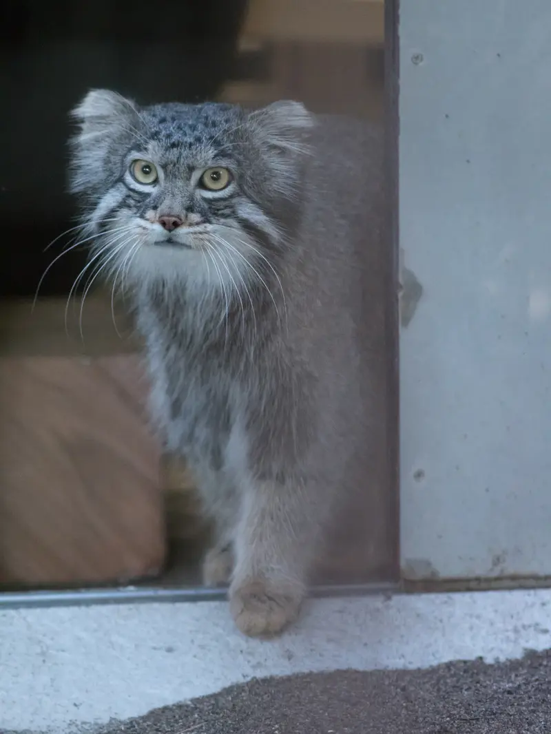 A photograph of Figa in Nogeyama Zoo