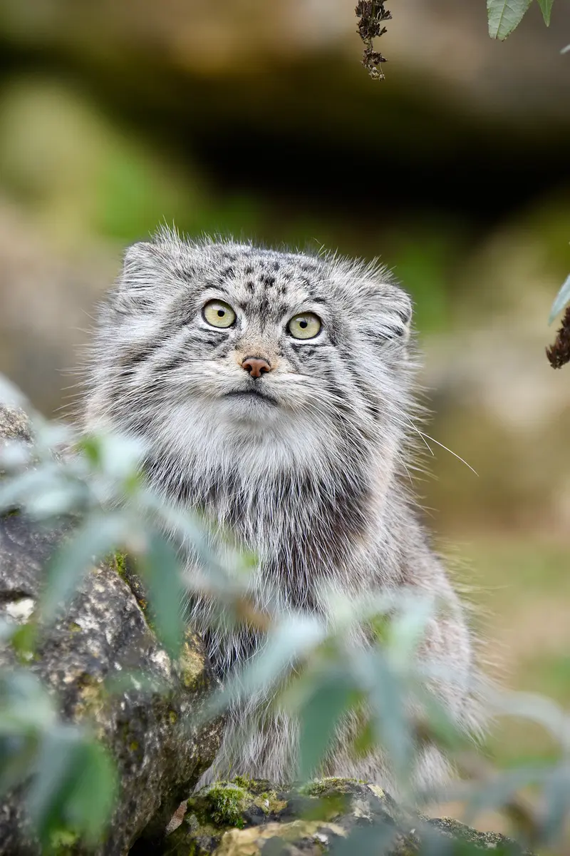 A photograph of Namuu in Port Lympne Wild Animal Park