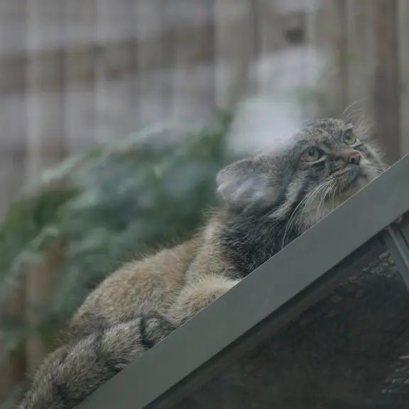 A photograph of a Pallas's cat in Kobe Animal Kingdom