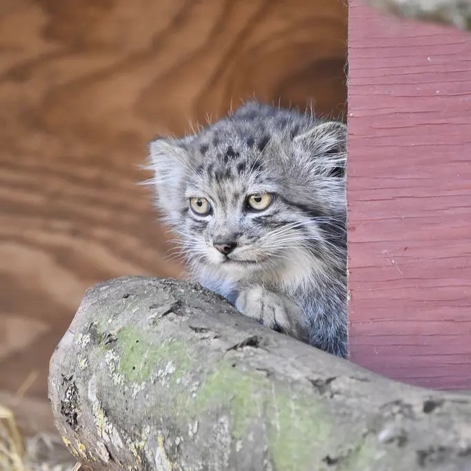 A photograph of a Pallas's cat in Banham Zoo