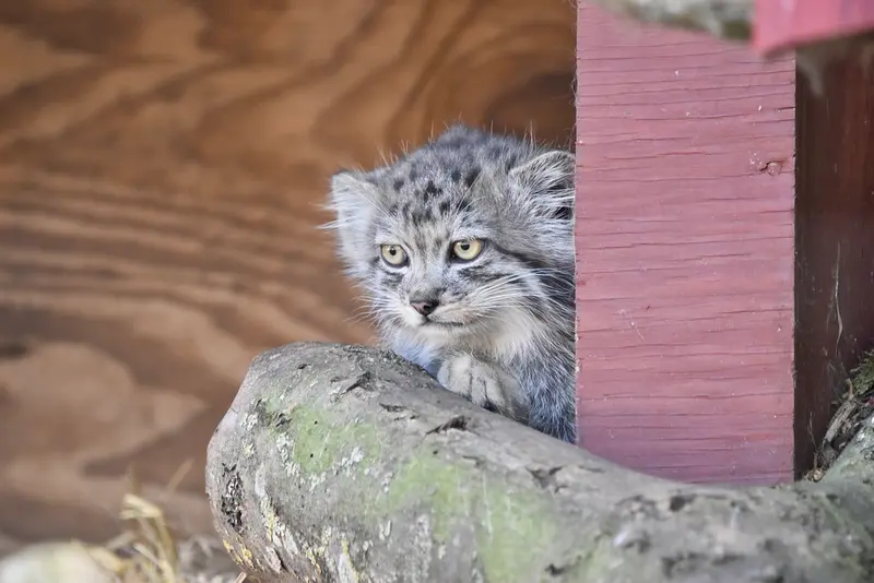 A photograph of a Pallas's cat in Banham Zoo