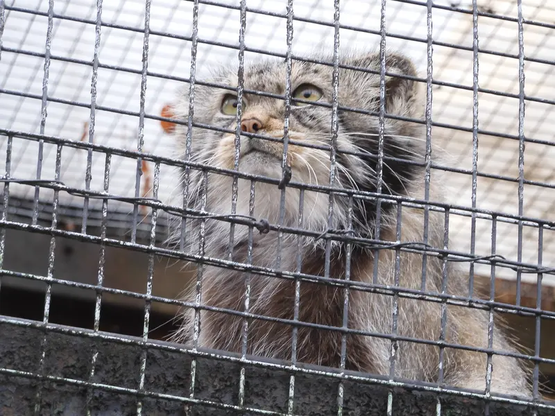 A photograph of a Pallas's cat