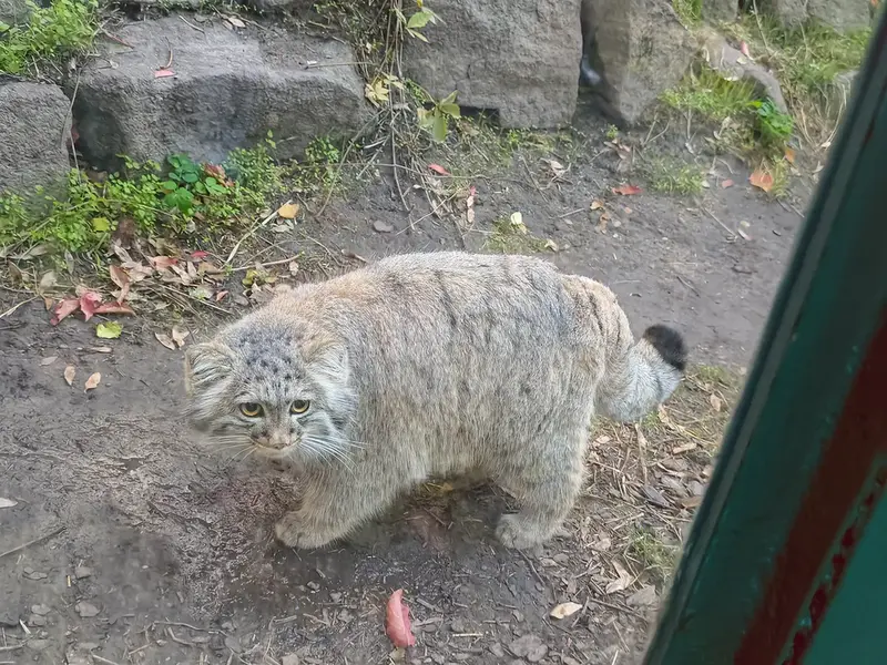 A photograph of Boris Ⅱ in Budapest Zoo & Botanical Garden