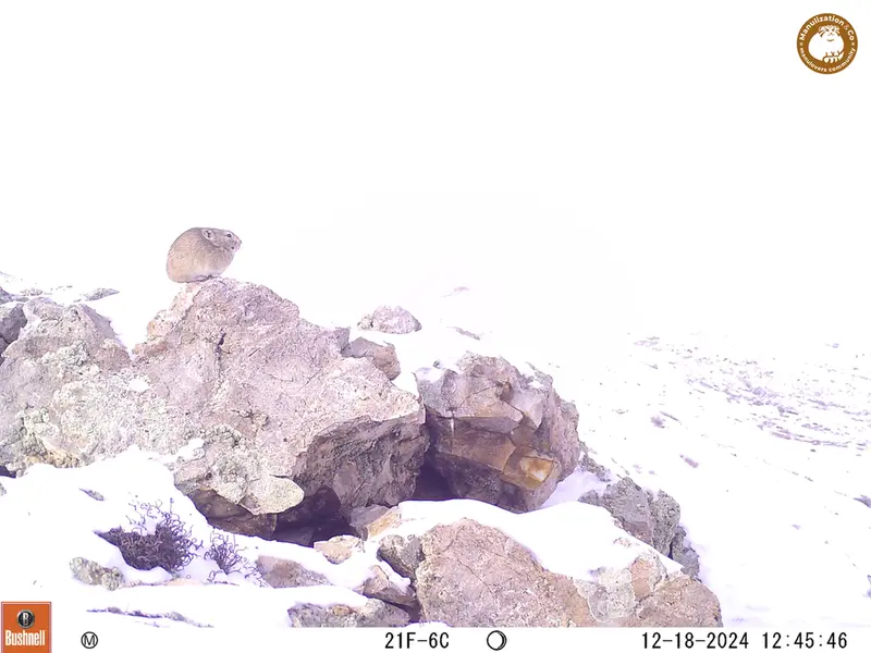 A photograph of Pika from Besshoky 1 camera trap