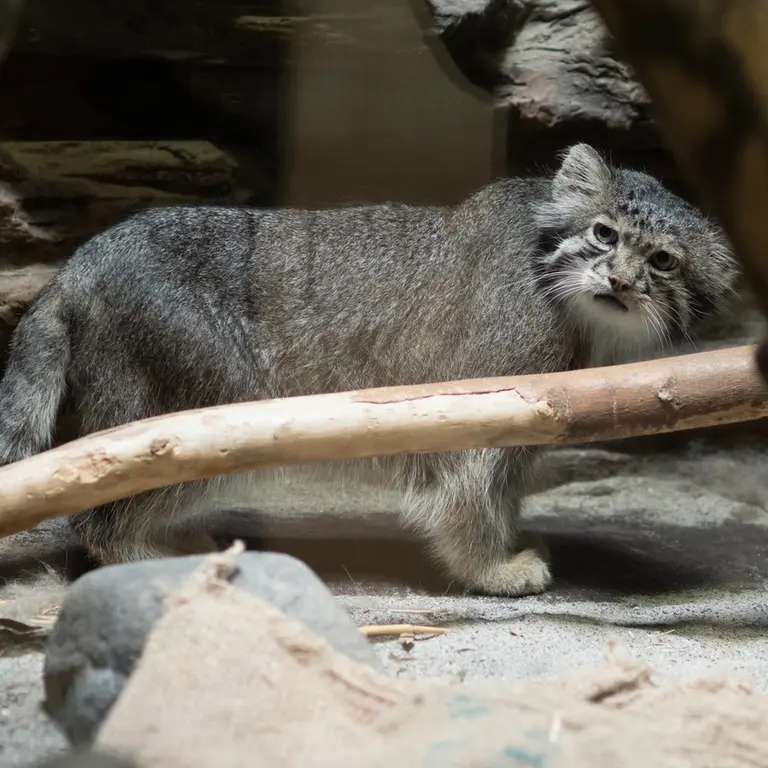 A photograph of Klyon in Ueno Zoological Gardens