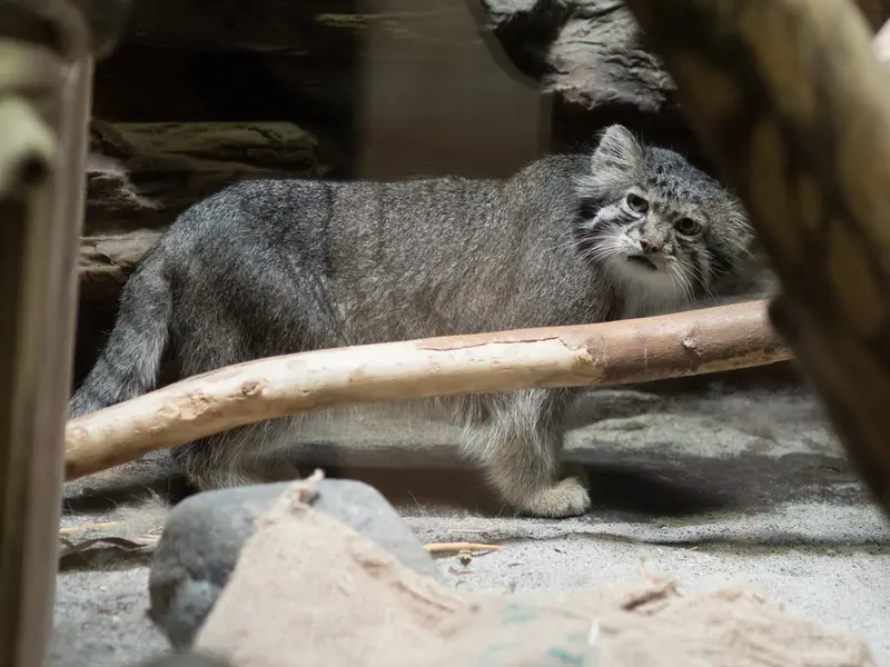 A photograph of Klyon in Ueno Zoological Gardens