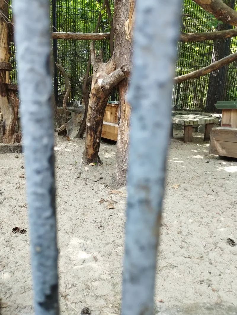 A photograph of a Pallas's cat in Novosibirsk Zoo