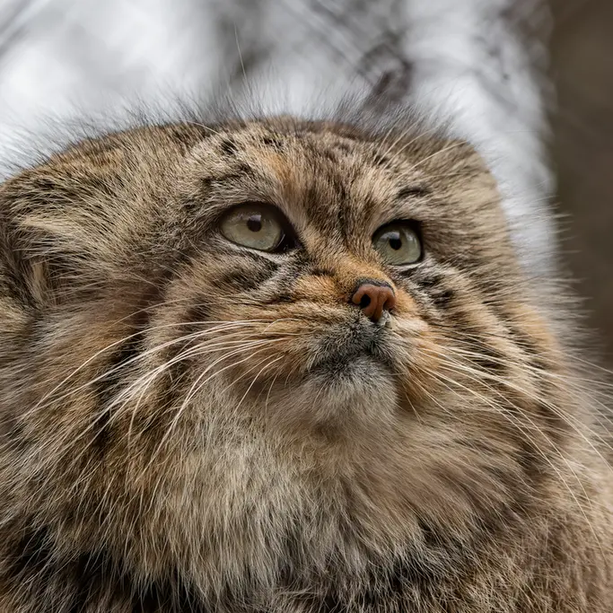 A photograph of Manu in Brno Zoo