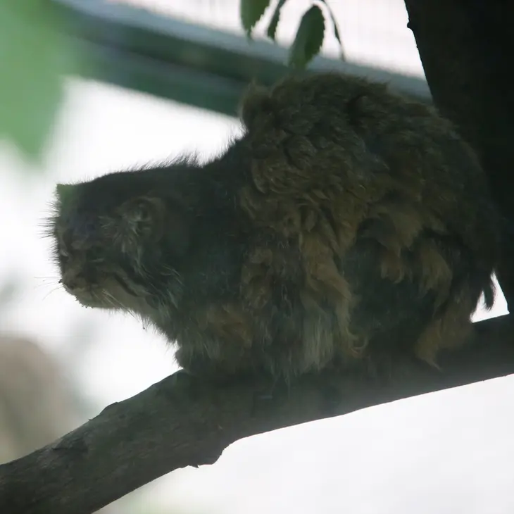 A photograph of Pazzo in Łódź Zoo