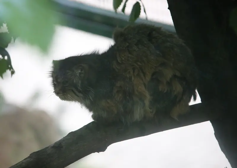 A photograph of Pazzo in Łódź Zoo