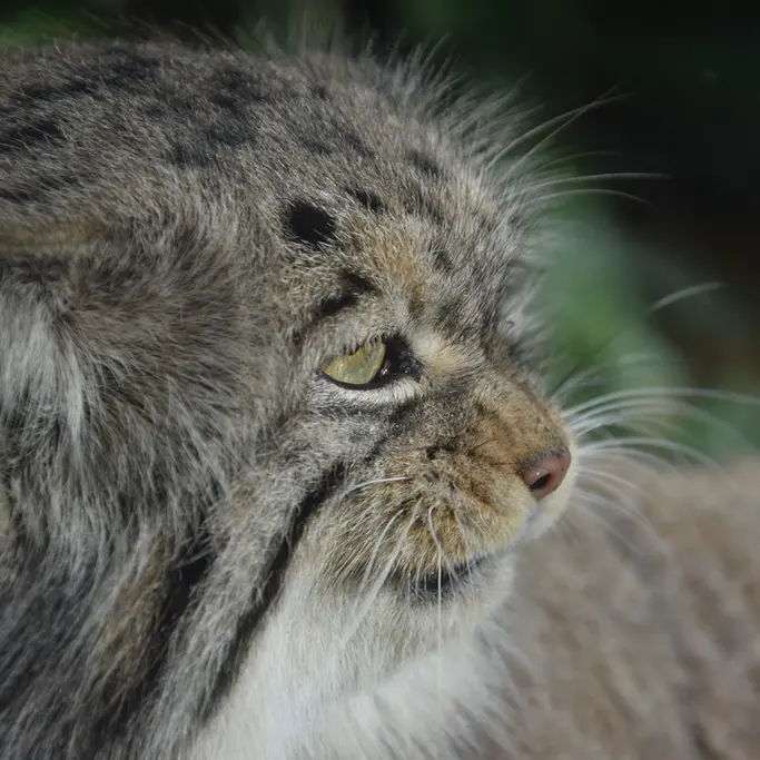 A photograph of Bohus in Budapest Zoo & Botanical Garden