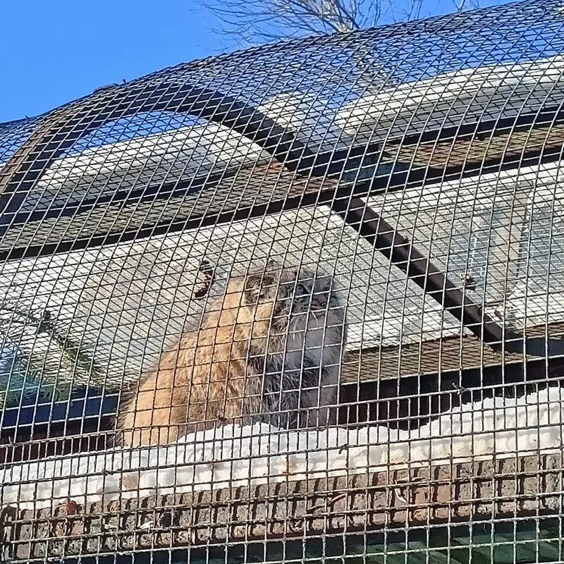 A photograph of a Pallas's cat