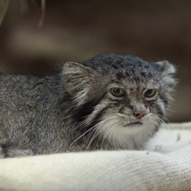 A photograph of Klyon in Ueno Zoological Gardens