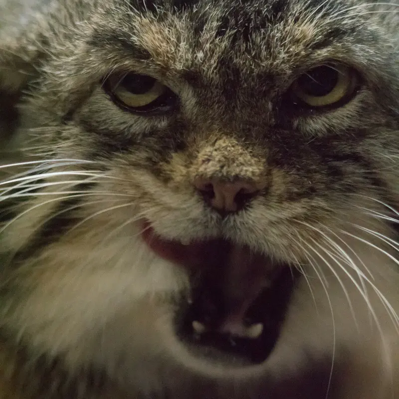 A photograph of Primula in Ueno Zoological Gardens