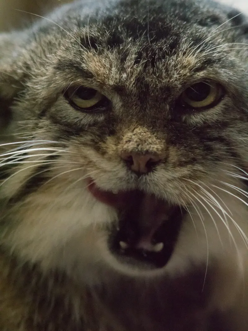 A photograph of Primula in Ueno Zoological Gardens