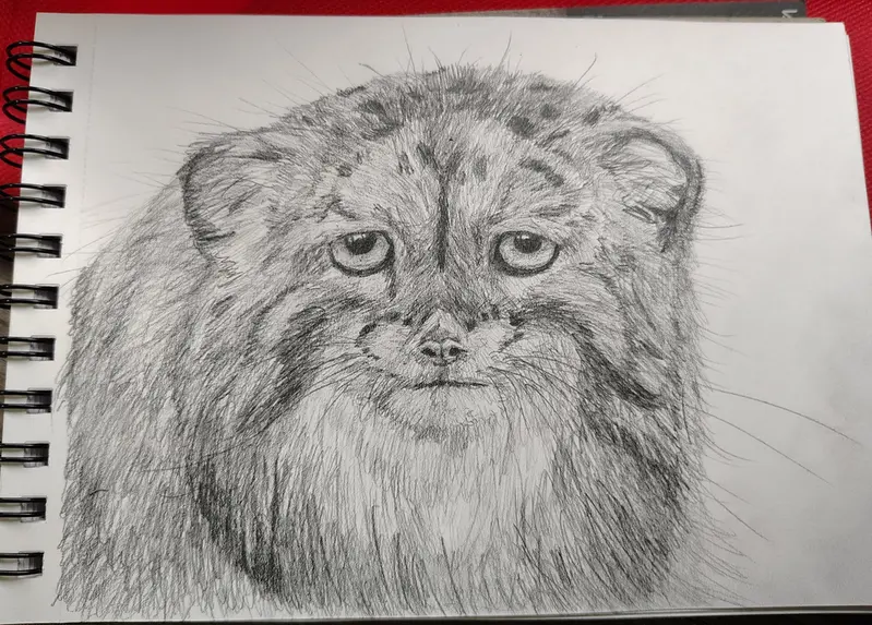 A Collection of Manul Drawings