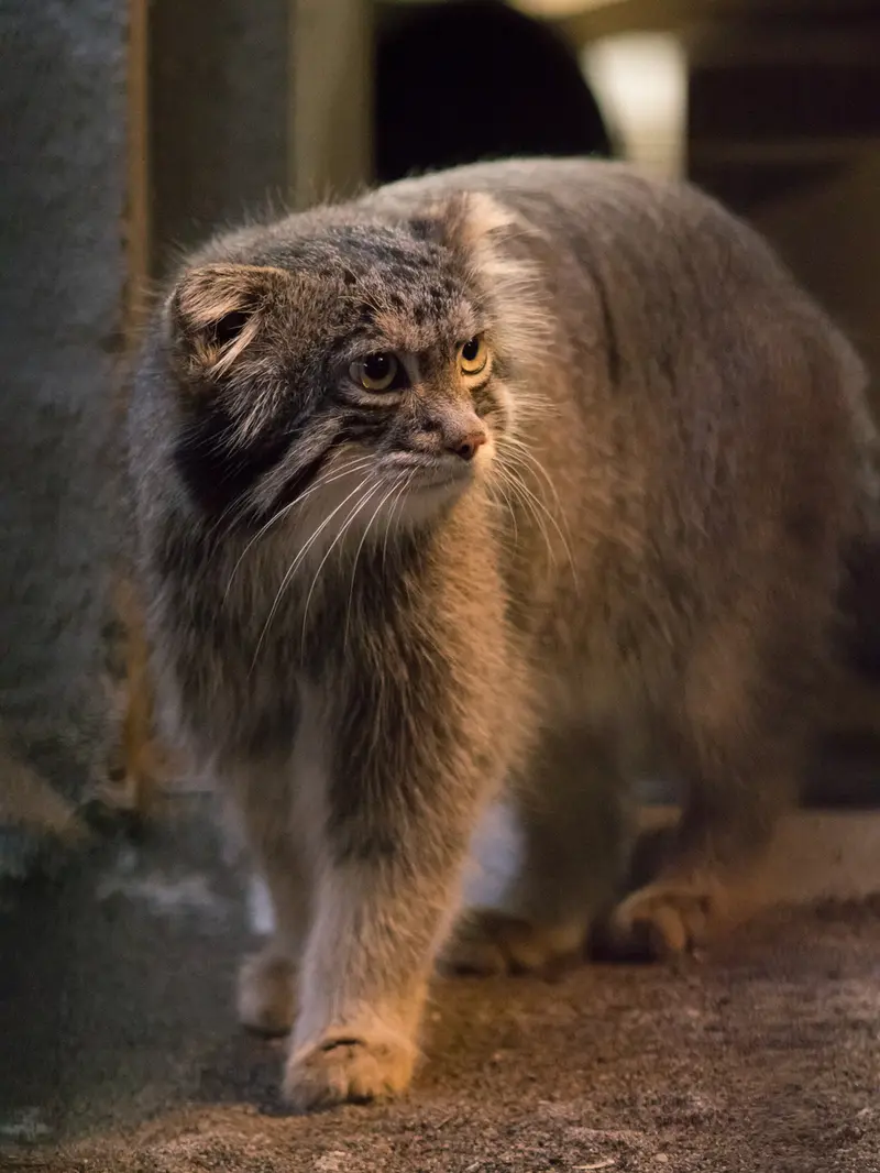 A photograph of Figa in Nogeyama Zoo