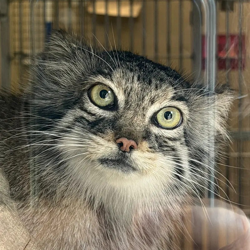 Jodi the Pallas's cat from Binghamton Zoo at Ross Park