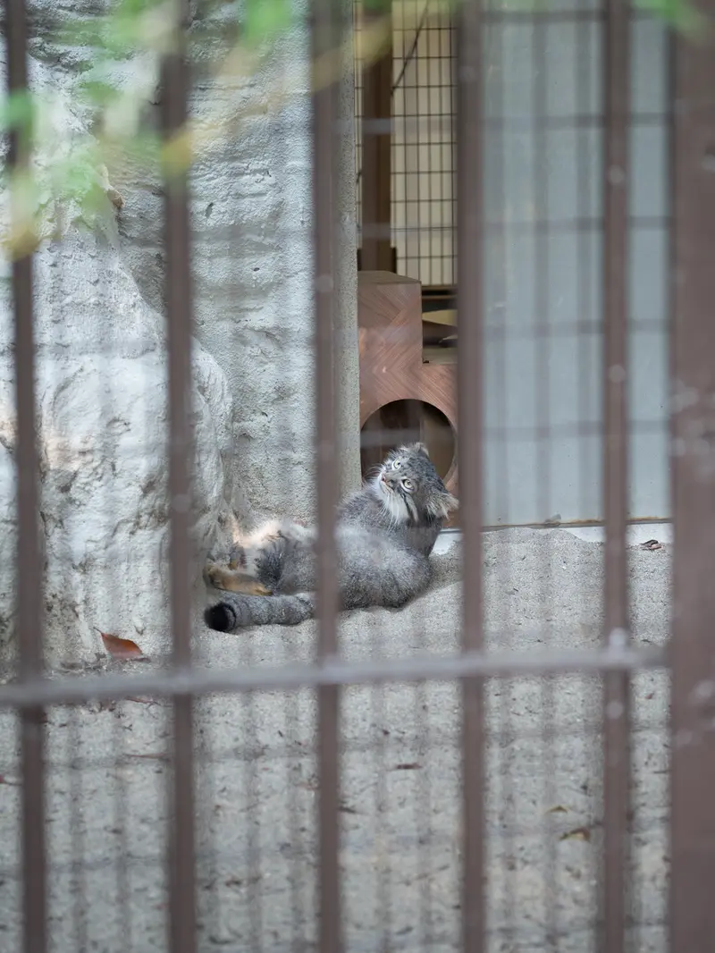 A photograph of Figa in Nogeyama Zoo