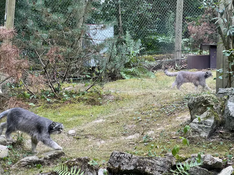 A photograph of Fay and Batu in Opel Zoo