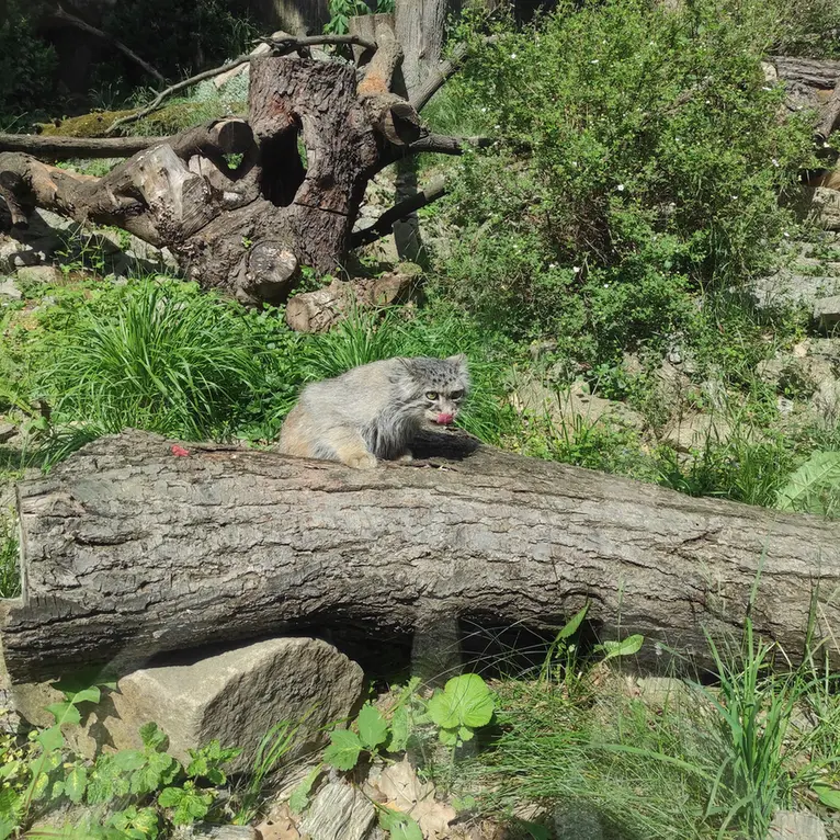 A photograph of Zarina in Wrocław Zoo