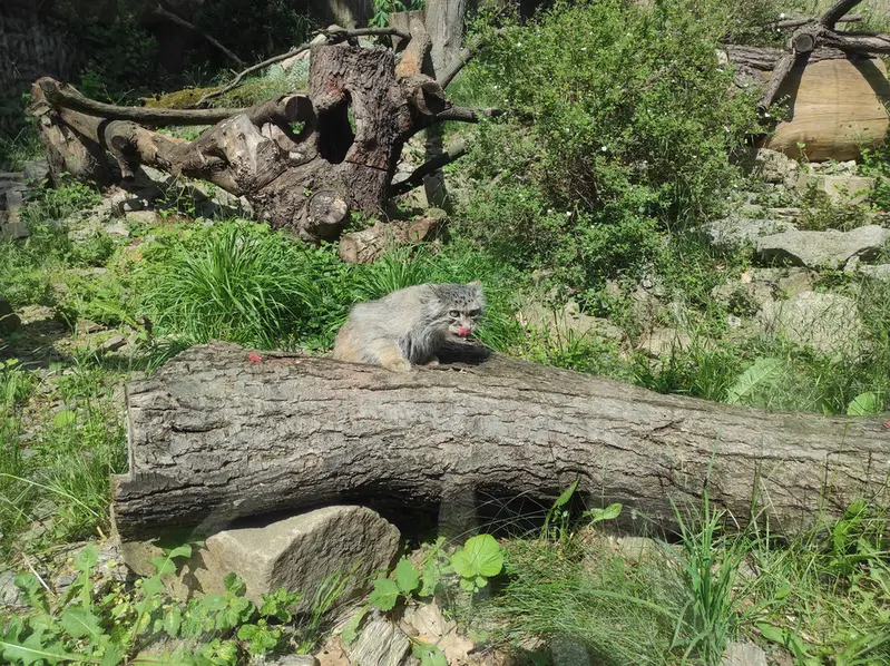 A photograph of Zarina in Wrocław Zoo