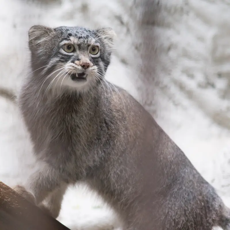 A photograph of Figa in Nogeyama Zoo