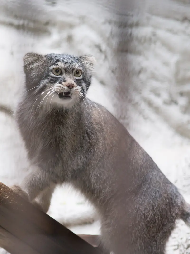 A photograph of Figa in Nogeyama Zoo
