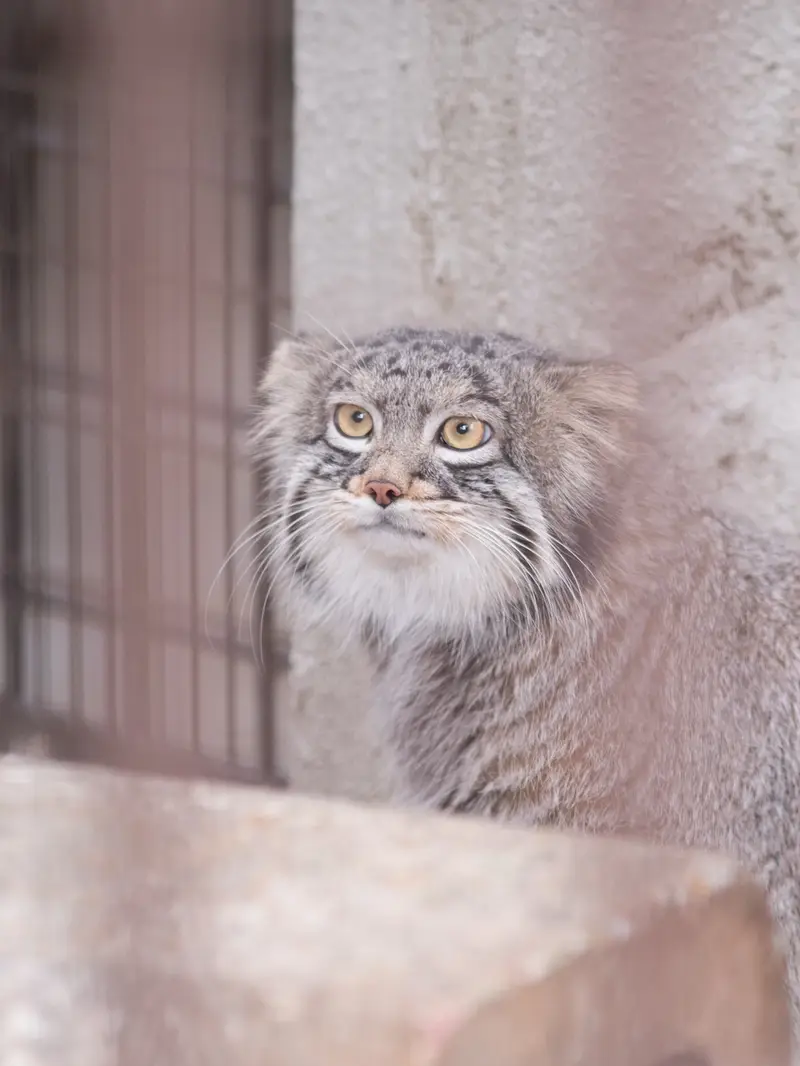 A photograph of Figa in Nogeyama Zoo