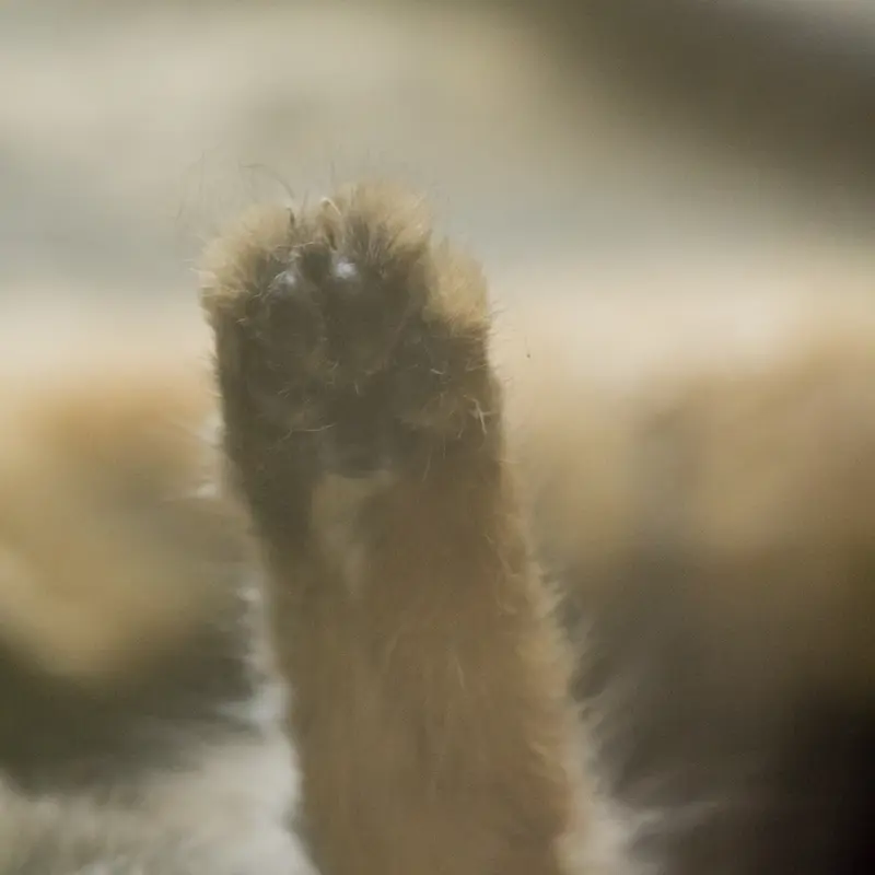 A photograph of Primula in Ueno Zoological Gardens