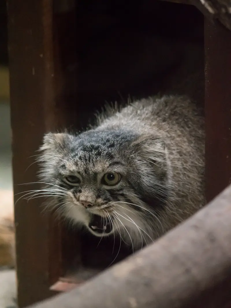 A photograph of Shafran in Ueno Zoological Gardens