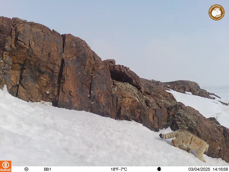 A photograph of Otocolobus manul manul from Aktas-Kunkora camera trap