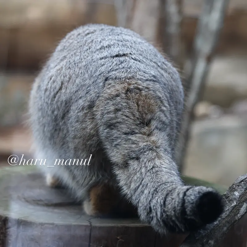 A photograph of Nagomu in Nasu Animal Kingdom