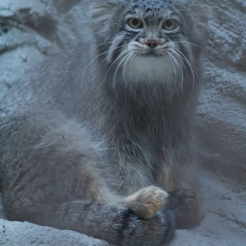A photograph of Figa in Nogeyama Zoo