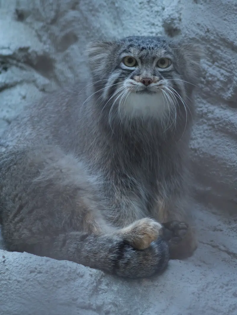 A photograph of Figa in Nogeyama Zoo