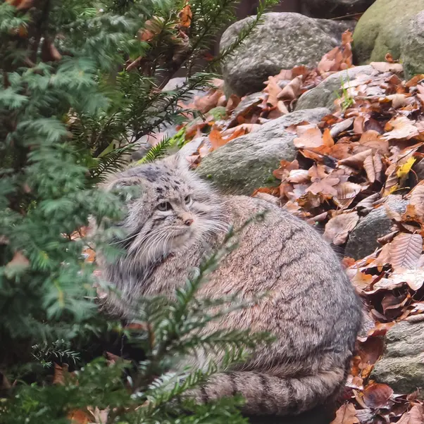A photograph of Mania in Poznan New Zoo