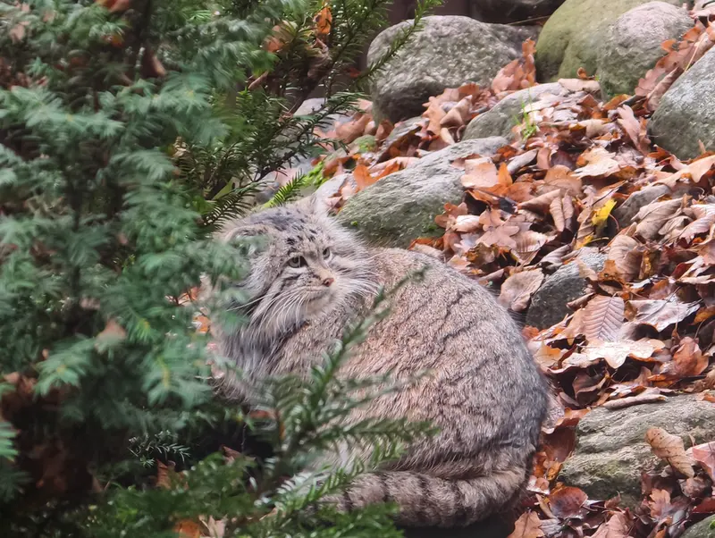 A photograph of Mania in Poznan New Zoo