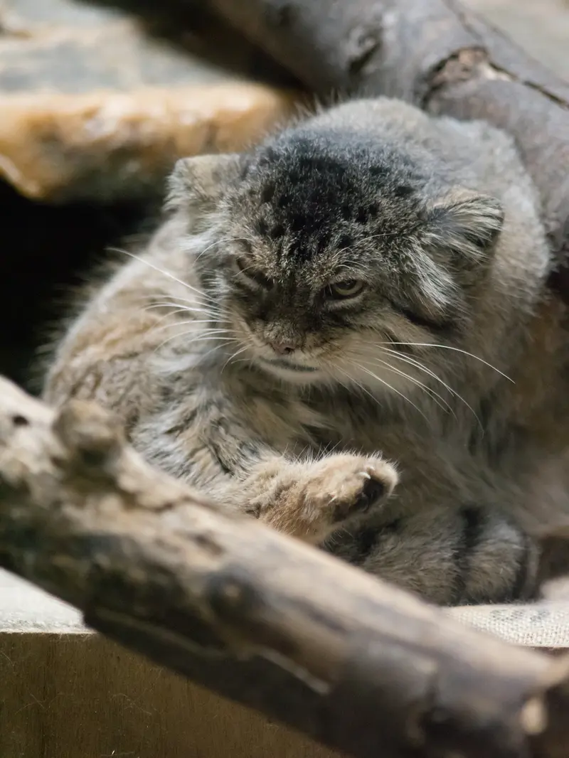 A photograph of Primula in Ueno Zoological Gardens