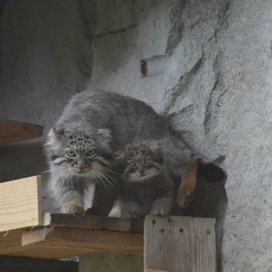 A photograph of Darlay in Moscow zoo