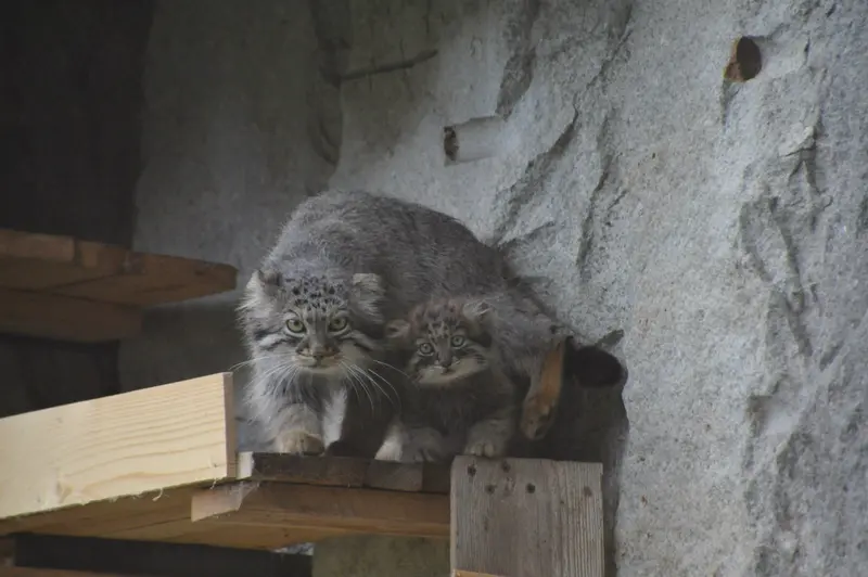 A photograph of Varvara and Darlay in Moscow zoo