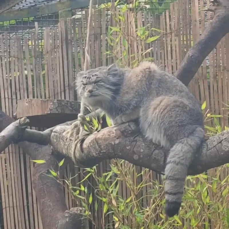 A photograph of Akiko in Edinburgh Zoo