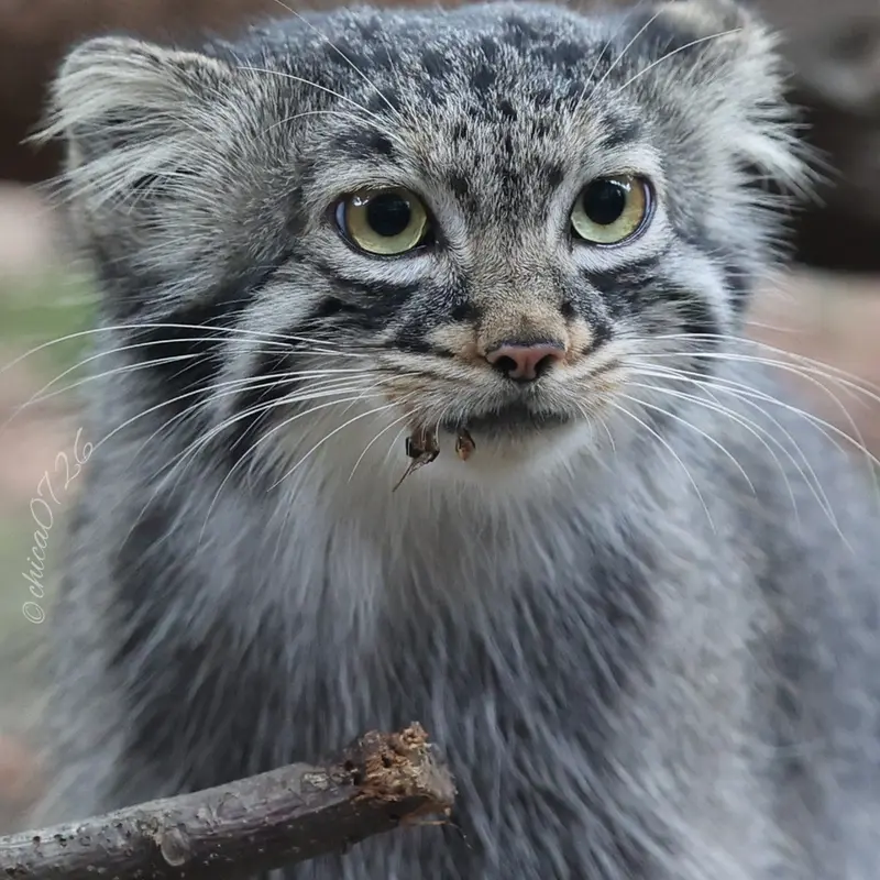 A photograph of Abrikos in Nasu Animal Kingdom