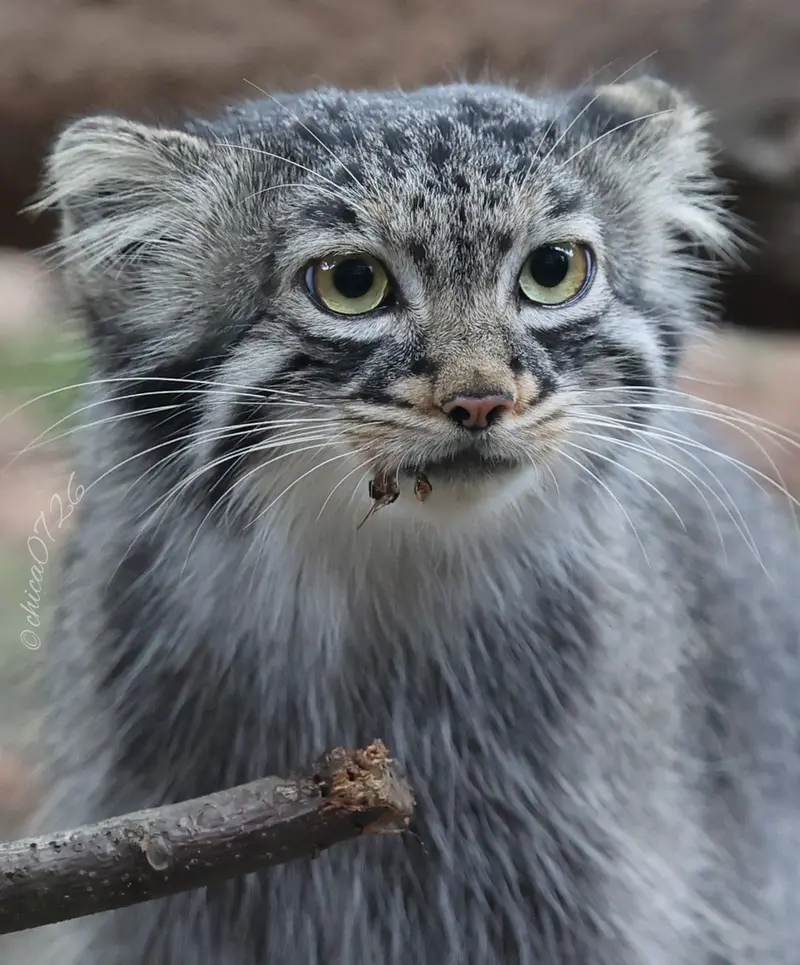 A photograph of Abrikos in Nasu Animal Kingdom
