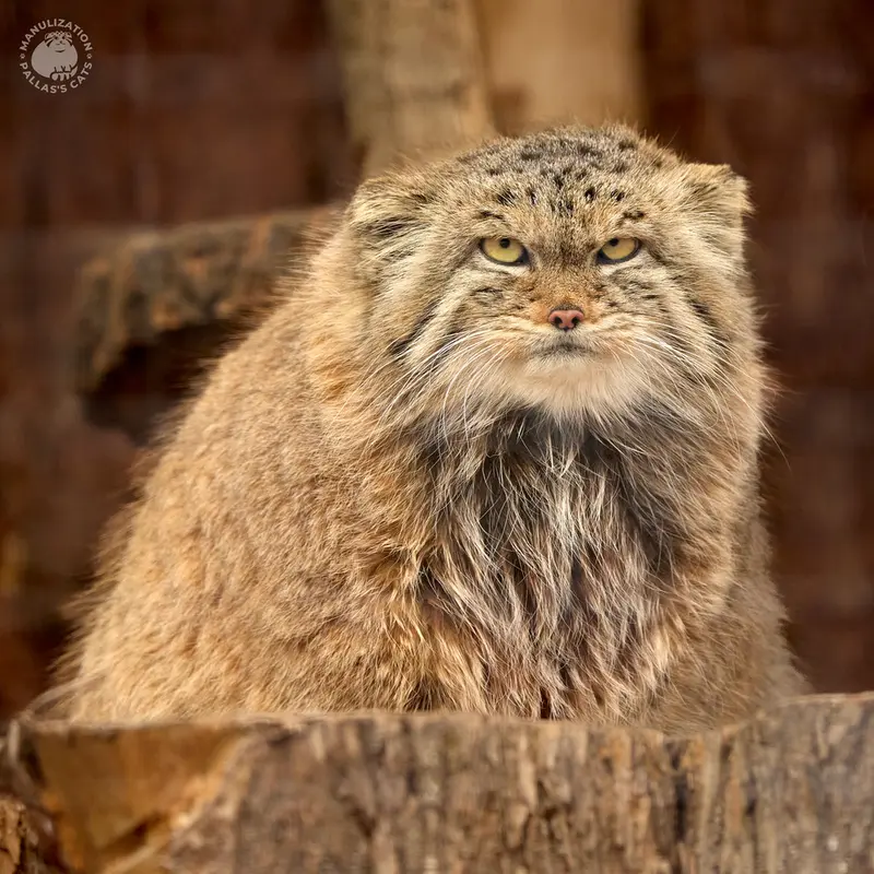 A photograph of Pepe in Leningrad zoo