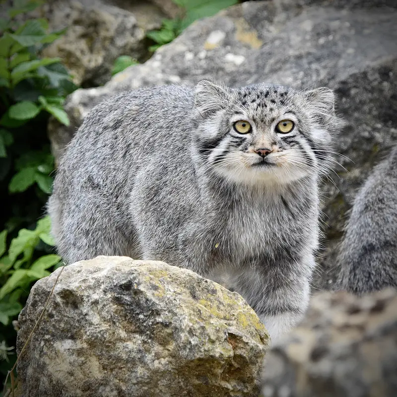 A photograph of Kharaa in Port Lympne Wild Animal Park