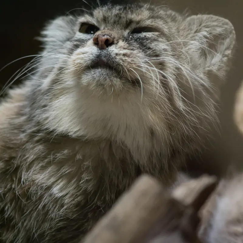 A photograph of Primula in Ueno Zoological Gardens